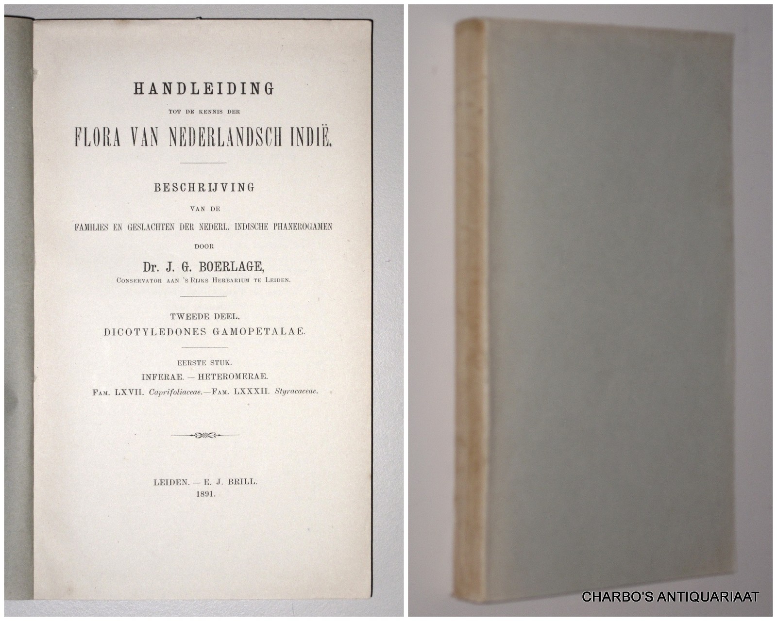 BOERLAGE, J.G., -  Handleiding tot de kennis der flora van Nederlandsch Indi. Beschrijving van de families en geslachten der Nederl. Indische phanerogamen. Tweede deel: Dicotyledones gamopetalae; eerste stuk: Inferae. - Heteromerae.